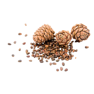 Cedarwood Doesn't Just Repel — It Kills