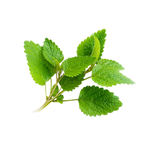 Peppermint Seals the Formula
